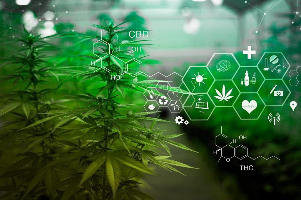 Medical cannabis background